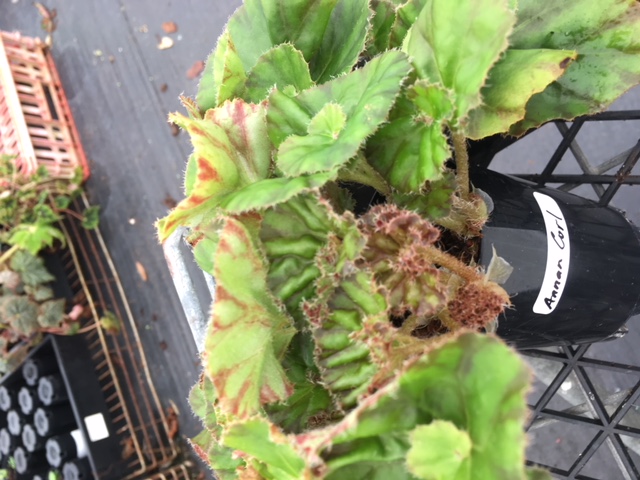 B. ‘Annan Curl’
